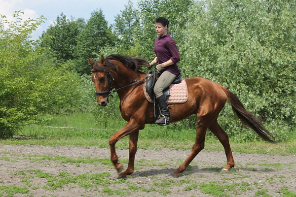 Конная прогулка в Липецке. Подарочные сертификаты Ultra Подарки. Купить оригинальный подарок или подарочный сертификат на Конная прогулка в Липецке. Сервис UltraPodarki.ru 8-800-505-9530. Катание на лошадях, Прогулка на лошади, Прогулка на лошадях для двоих, Конная прогулка, конный клуб, Конный клуб Гиппа, конная прогулка, конная прогулка в Липецке